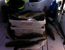  www.lofoten-fishing.de 