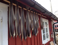  www.lofoten-fishing.de 