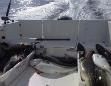  www.lofoten-fishing.de 