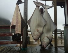  www.lofoten-fishing.de 