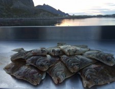  www.lofoten-fishing.de 