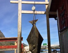  www.lofoten-fishing.de 