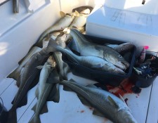  www.lofoten-fishing.de 
