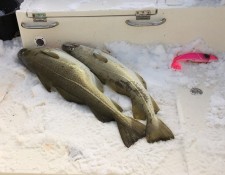  www.lofoten-fishing.de 