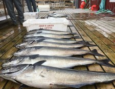  www.lofoten-fishing.de 