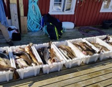  www.lofoten-fishing.de 