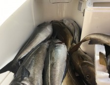  www.lofoten-fishing.de 