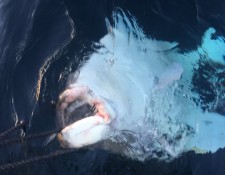 www.lofoten-fishing.de 