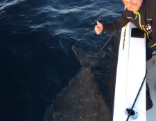  www.lofoten-fishing.de 