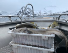  www.lofoten-fishing.de 