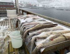  www.lofoten-fishing.de 