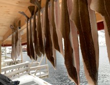  www.lofoten-fishing.de 