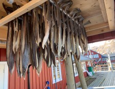  www.lofoten-fishing.de 