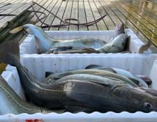  www.lofoten-fishing.de 