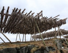  www.lofoten-fishing.de 
