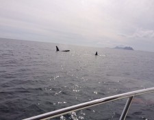  www.lofoten-fishing.de 