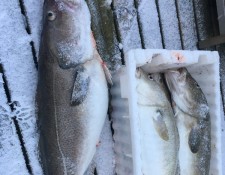  www.lofoten-fishing.de 